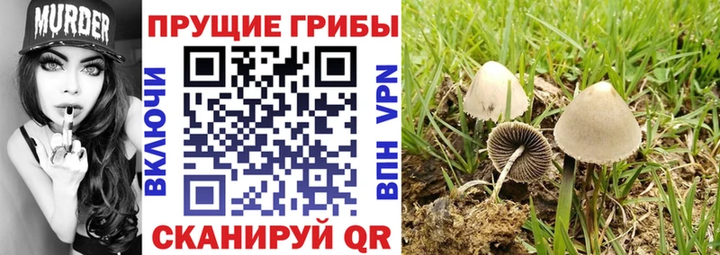 гидра как зайти  Куйбышев  Псилоцибиновые грибы MAGIC MUSHROOMS 